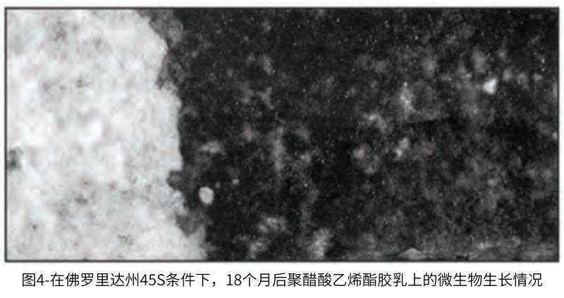 圖4在佛羅里達州45S條件下，18個月后聚醋酸乙烯酯膠乳上的微生物生長情況